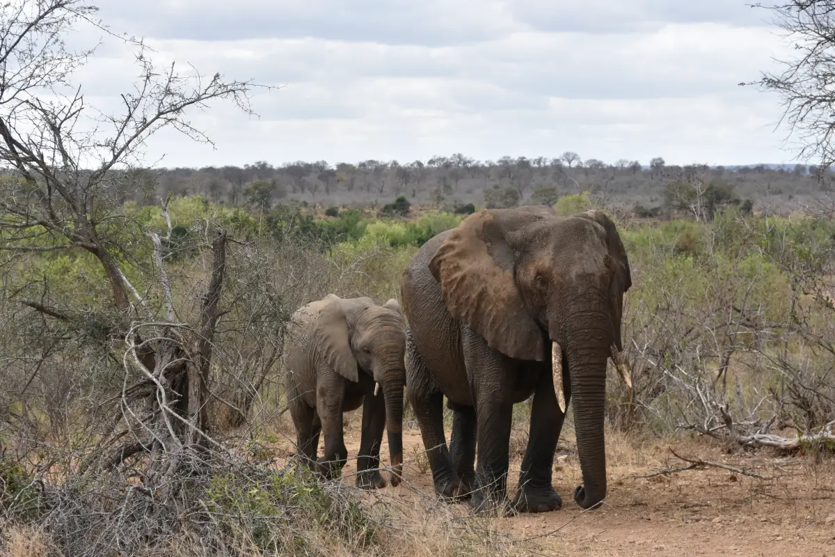 Elephants Following